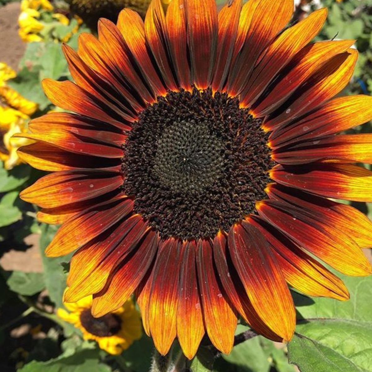 Sunflower Compact Sonnet F1 Seeds