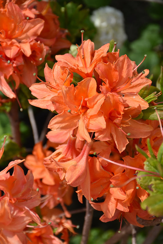 Rhododendron Mandarin Lights Azalea