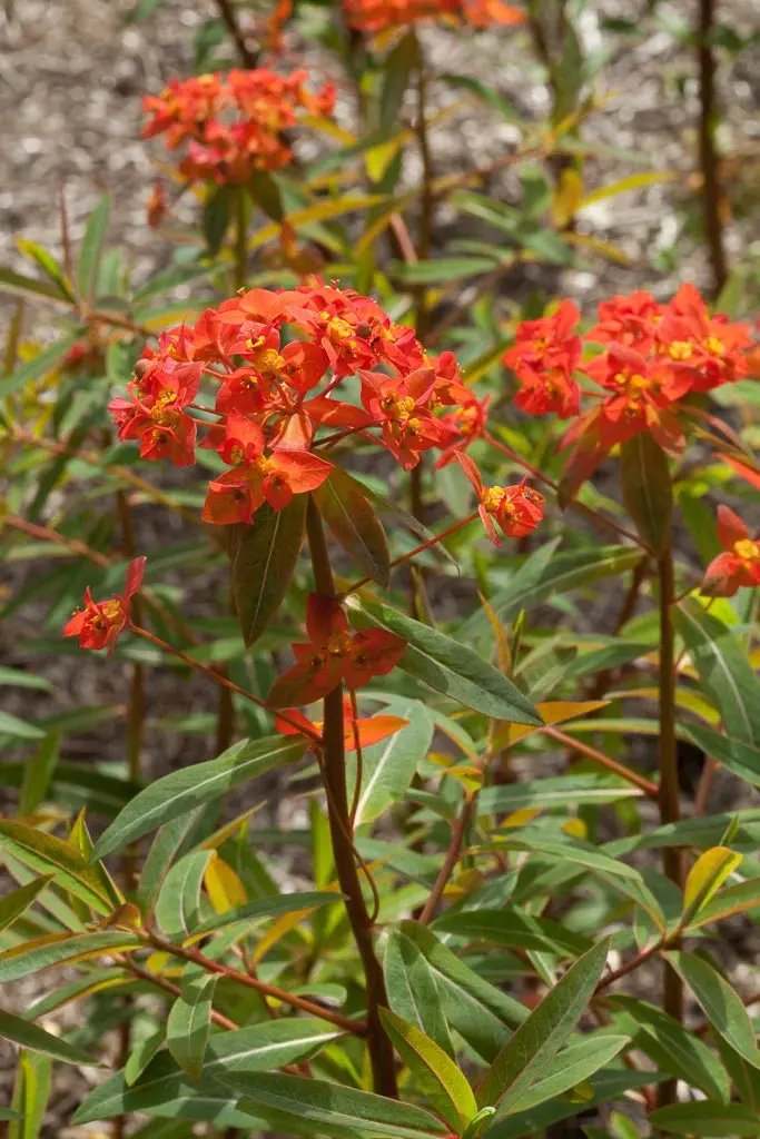 Red Euphorbia Griffithii Flower Seeds for Planting - NON GMO Seeds Dhara Seeds