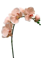 CreamPhalaenopsis Orchid Seeds for Planting - NON GMO Seeds for Home Garden for planting in home garden