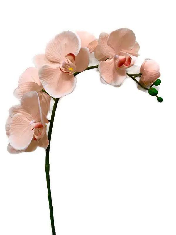 CreamPhalaenopsis Orchid Seeds for Planting - NON GMO Seeds for Home Garden for planting in home garden