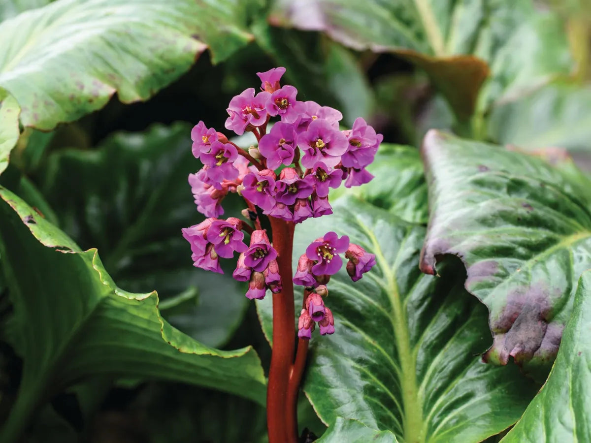Organic Pink Bergenia Cordifolia Flower Seeds for Planting – Heirloom, Non-GMO for planting in your garden.
