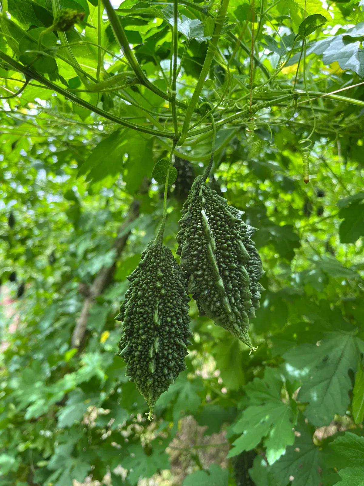 Bitter Gaurd Vegetable Seeds for Planting