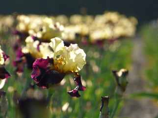 Juggernaut Tall Bearded Iris