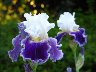 Just The Ticket Tall Bearded Iris