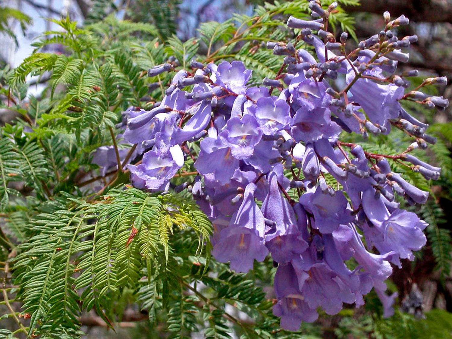 Jacaranda Trees