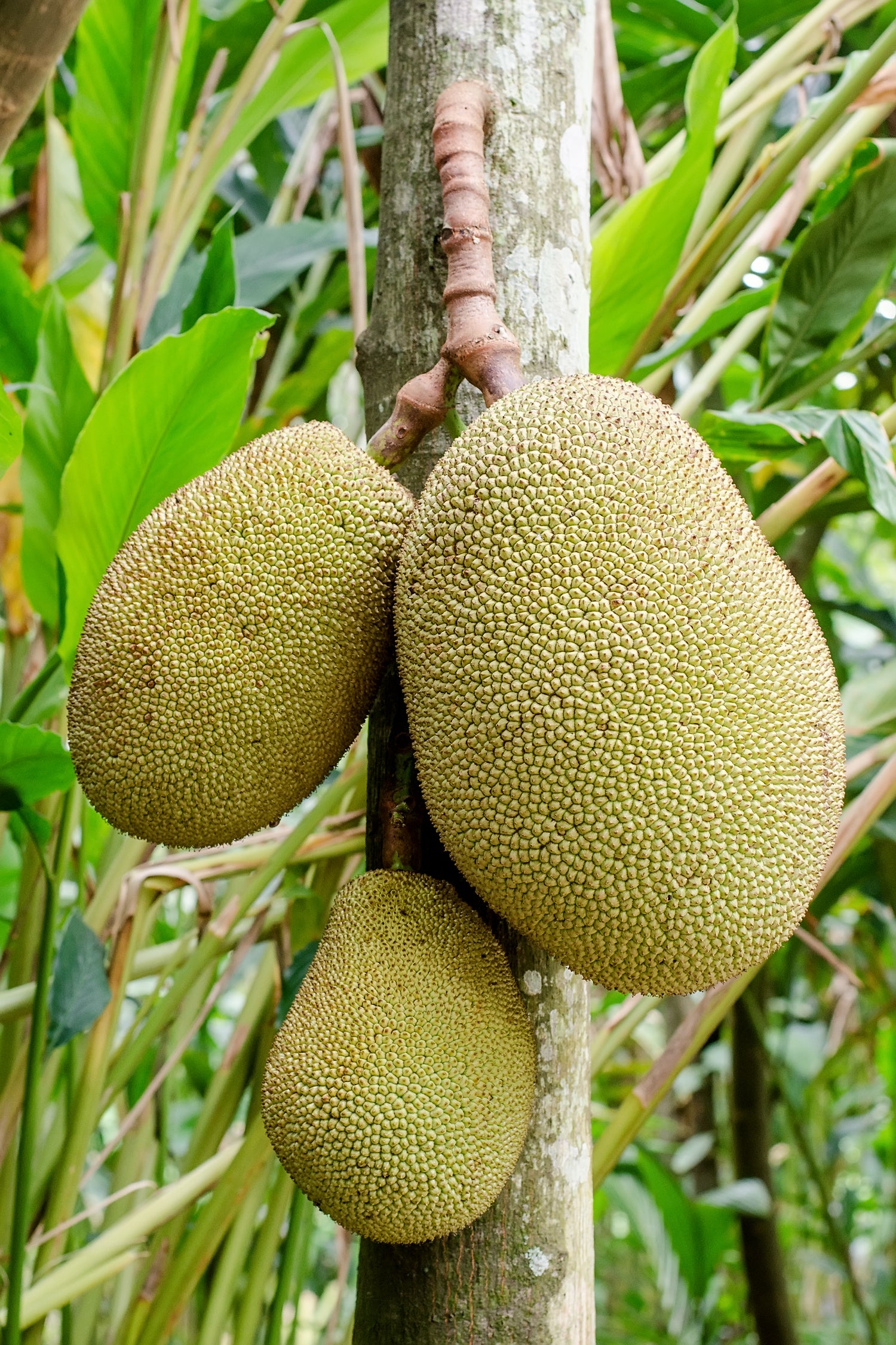 Yaca (Artocarpus heterophyllus / Common Name: Jackfruit)