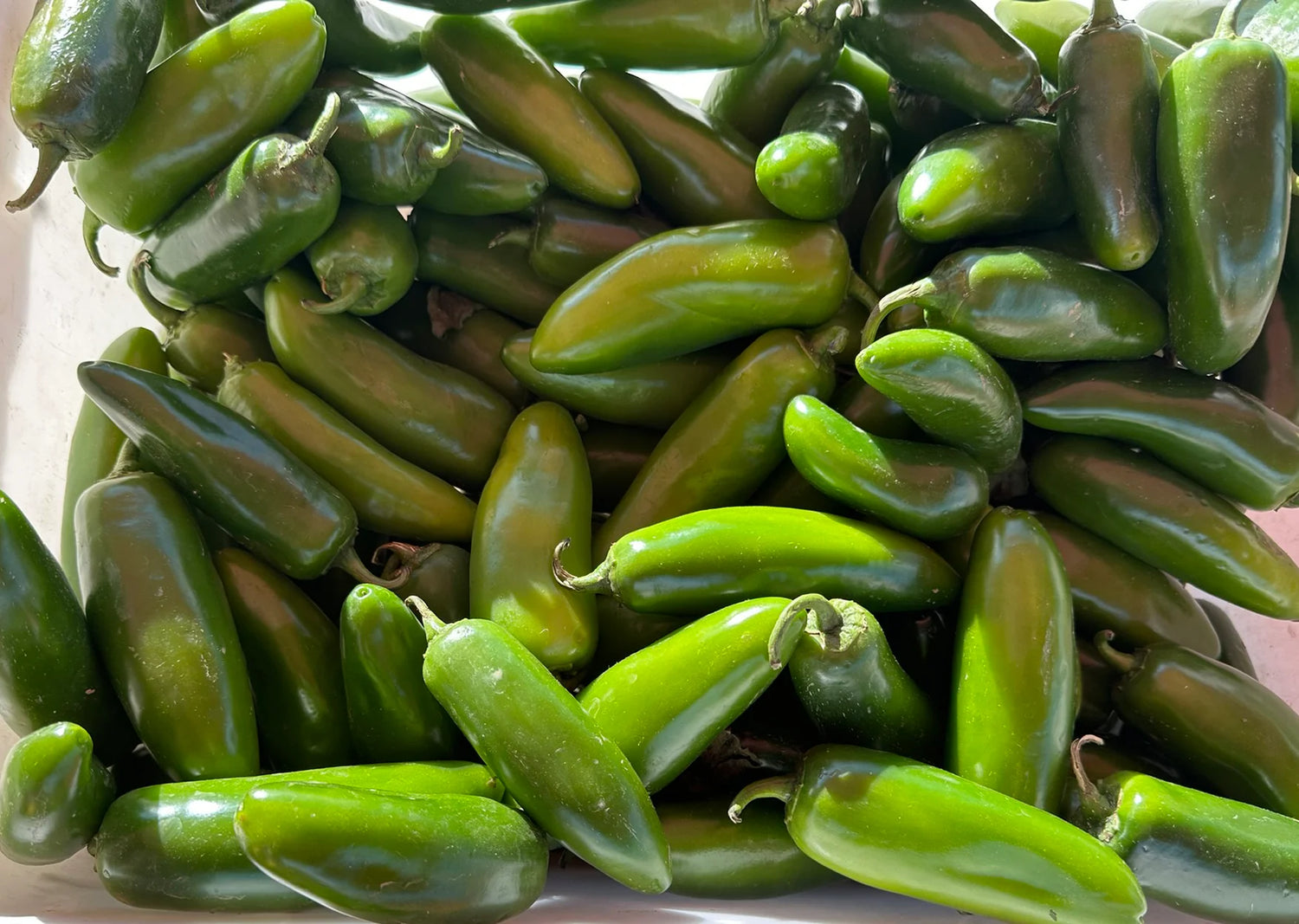 Jalapeno M Pepper Seeds | Classic Medium-Heat Jalapeño Variety – Heirloom, Non-GMO, High Germination Organic Garden Seeds