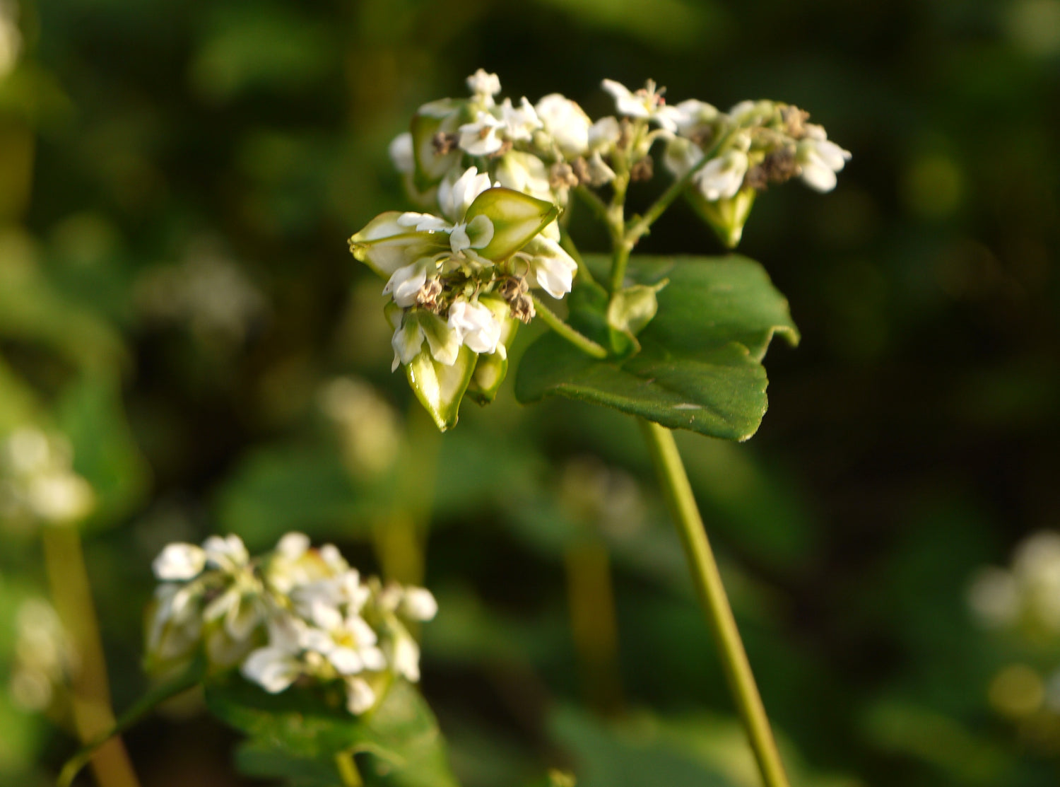 Buckwheat Seeds