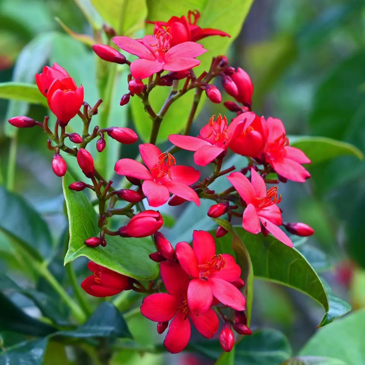 Heirloom Jatropha Flower Seeds, Non-GMO Tropical Blooms for Butterfly-Friendly Garden Planting for planting in home garden