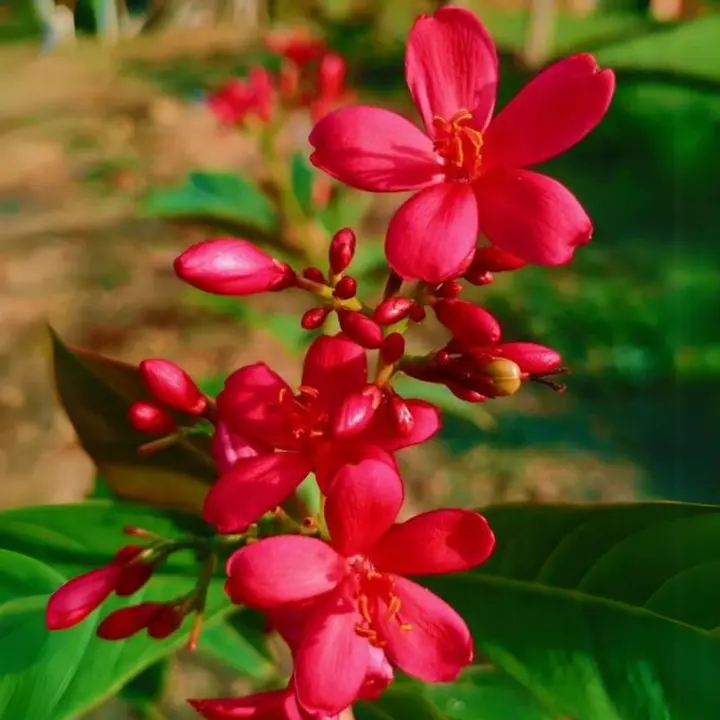 Heirloom Jatropha Flower Seeds, Non-GMO Tropical Blooms for Butterfly-Friendly Garden Planting Dhara Seeds