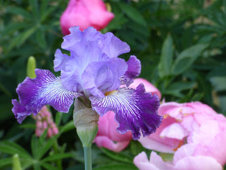 Jawbone Flats Tall Bearded Iris