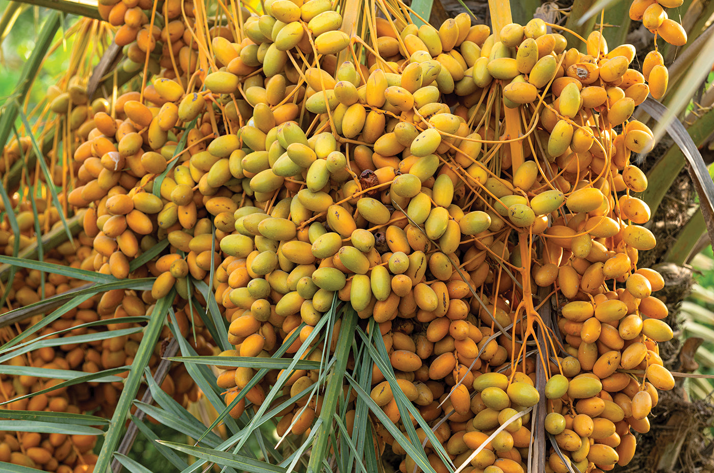 Jelly Palm (Butia capitata)