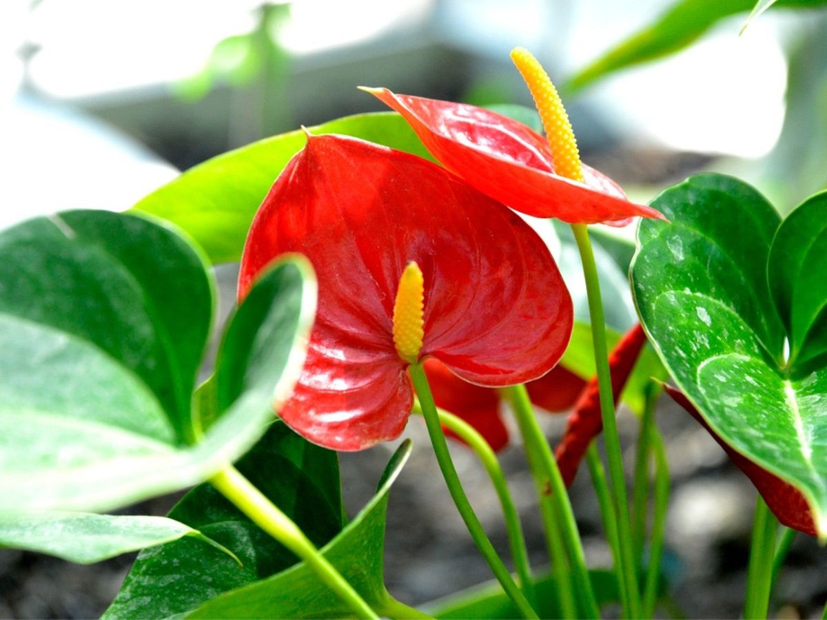 Anthurium Andraeanum Mixed Color Flowering Seeds For Planting