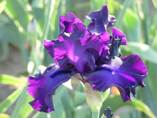 Jimmy's Jam Tall Bearded Iris