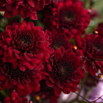 organic-autumn-chrysanthemum-maroon-red-seeds

