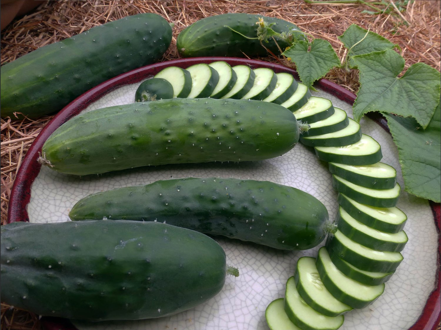 Cucumber Seeds - Poinsett 76