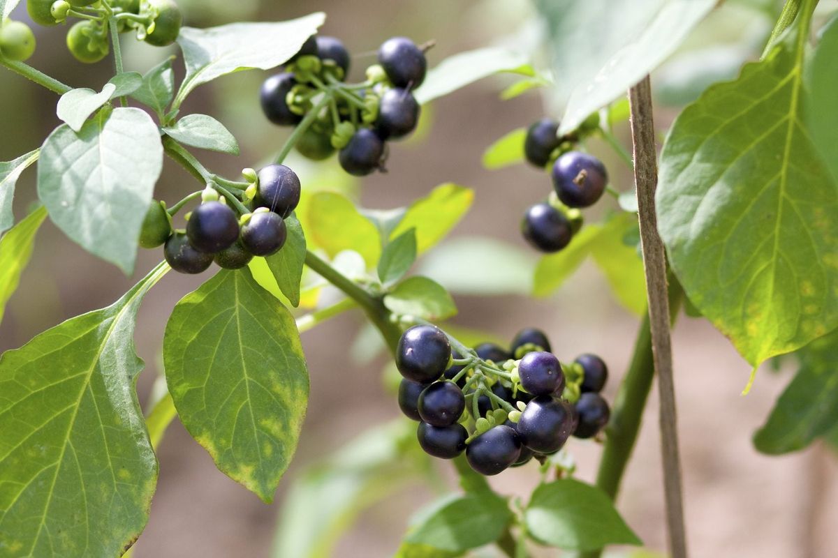 HUCKLEBERRY SEEDS, GARDEN