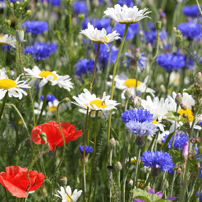 Field of Dreams - Red, White & Blue Flower Seed Mix