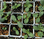 Jubilee Sweet Wide Adaptability Watermelon Semillas De Sandia For Sowing heirloom non-gmo organic garden seeds