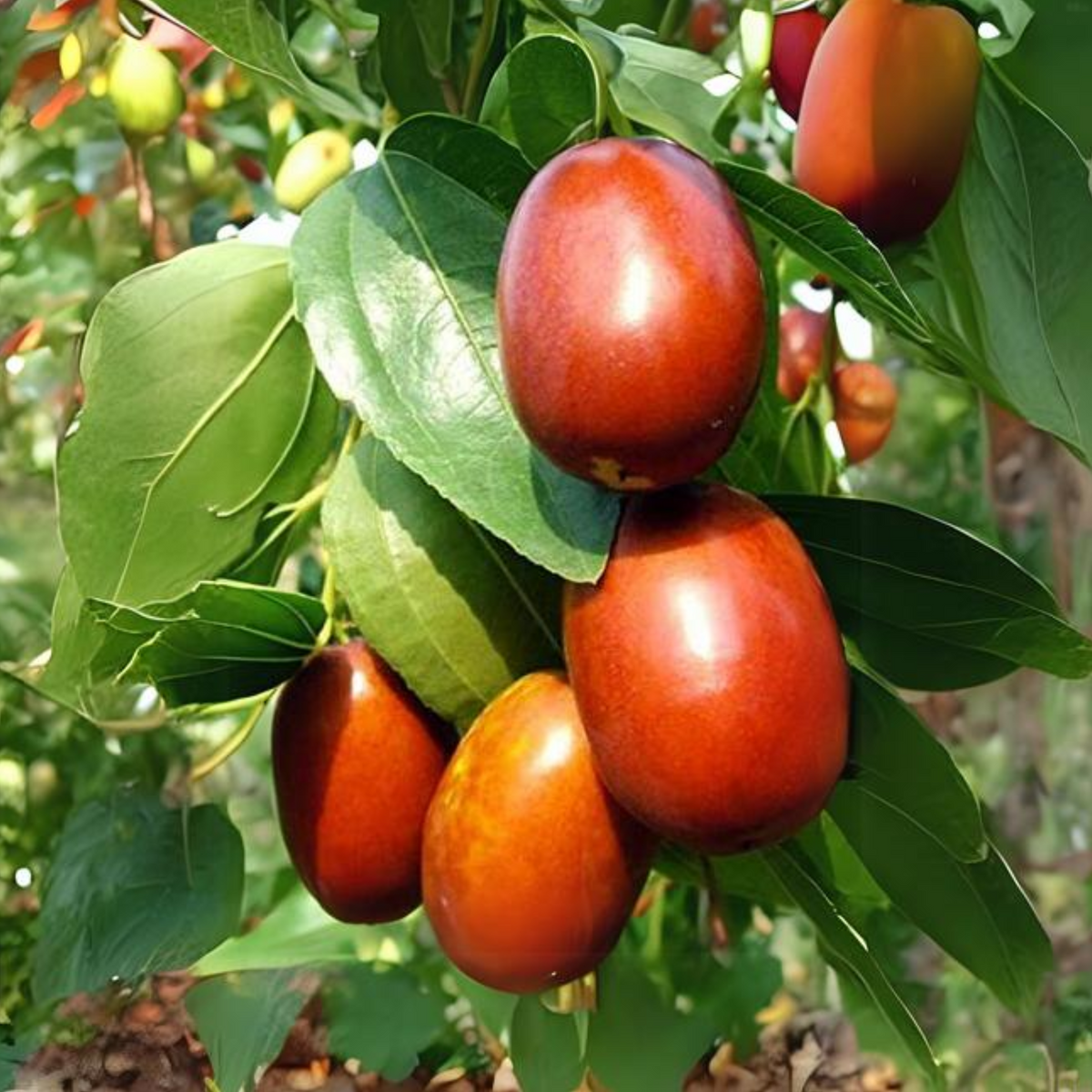 Jujube (Ziziphus jujuba)