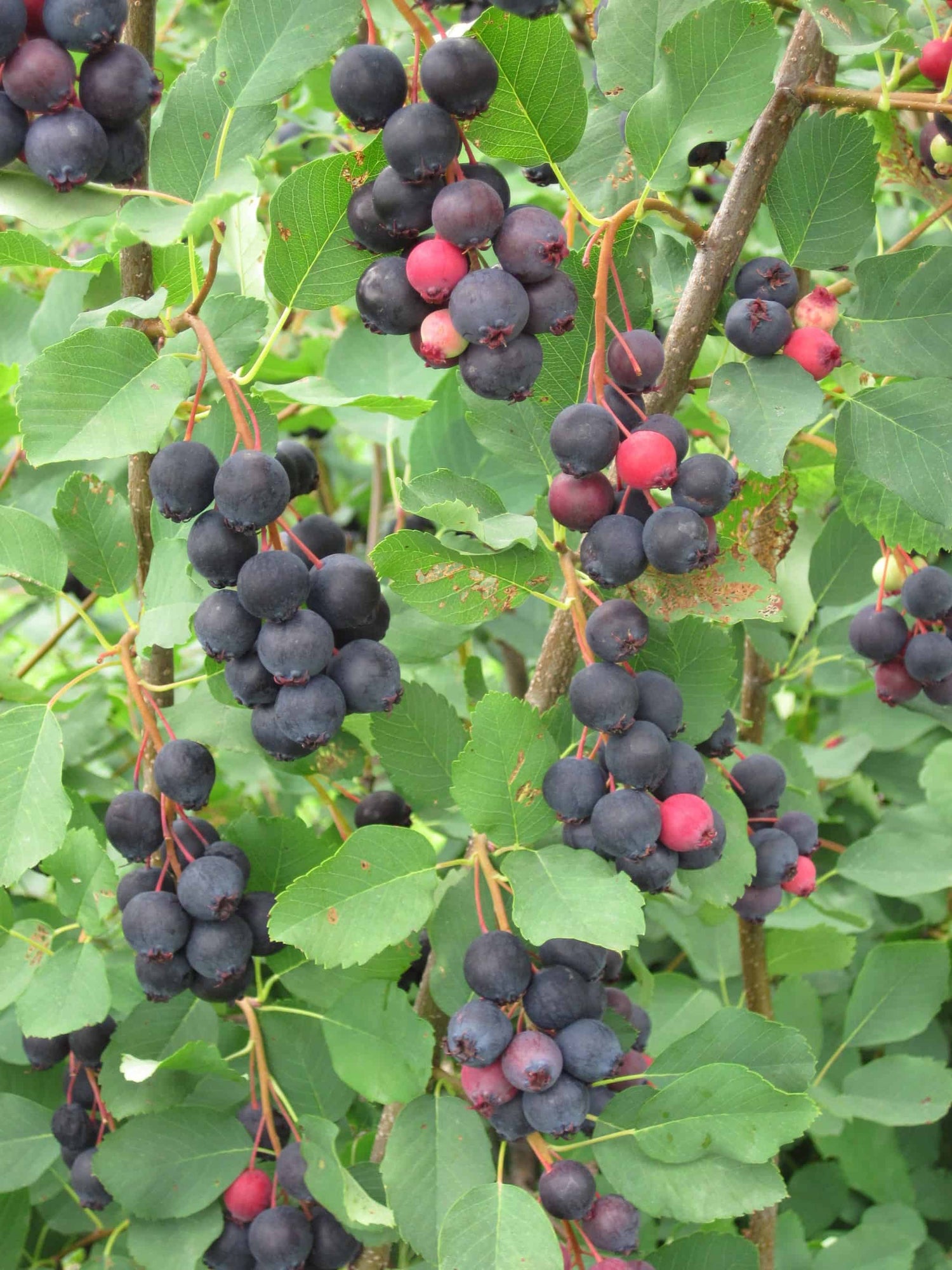 Low Juneberry (Amelanchier humilis)