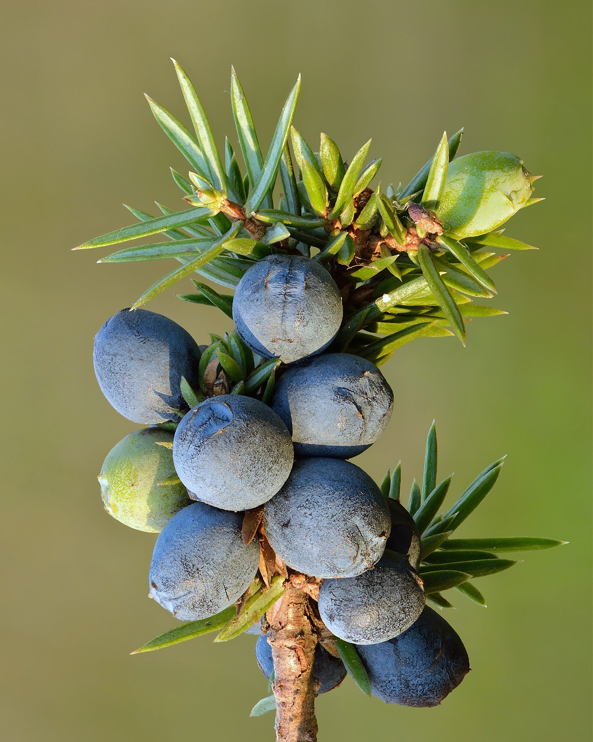 Common Juniper Seeds