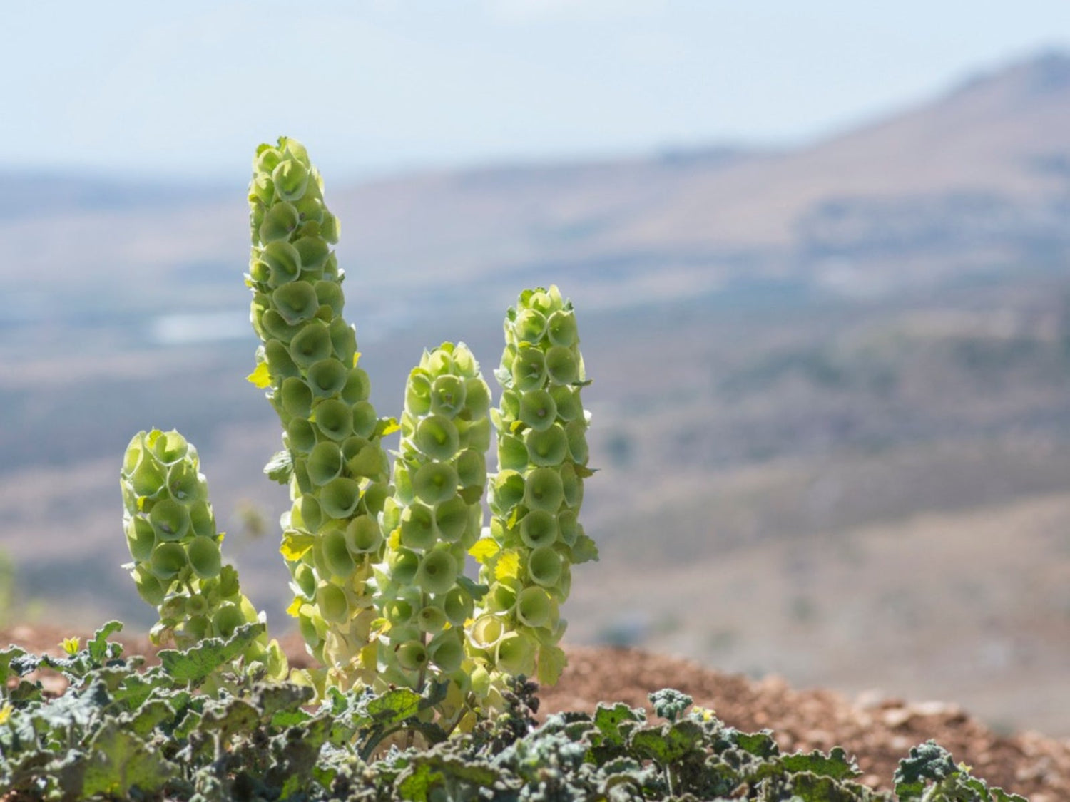 Green Moluccela Laevis Ornamental Plant Seeds for Unique Gardens – Fresh Herb for Your Garden