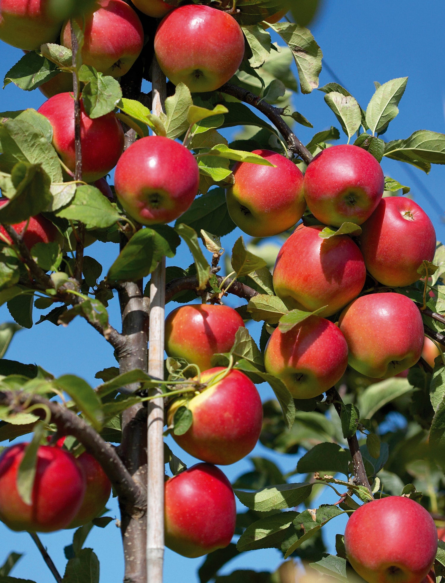 Kanzi Apple (Malus domestica)