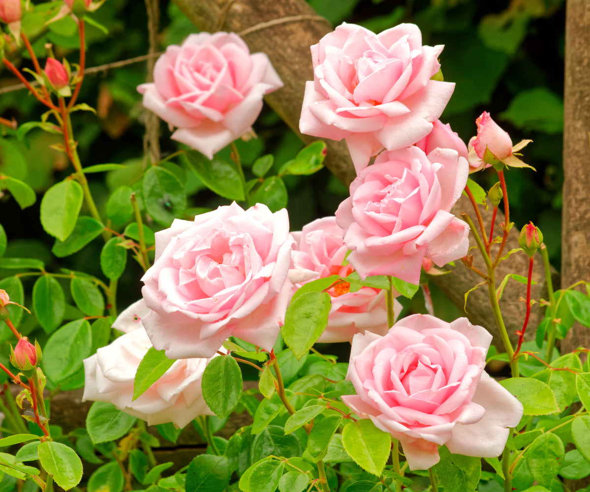 Climbing Rose Rosa Multiflora, Flowering Seeds For Planting