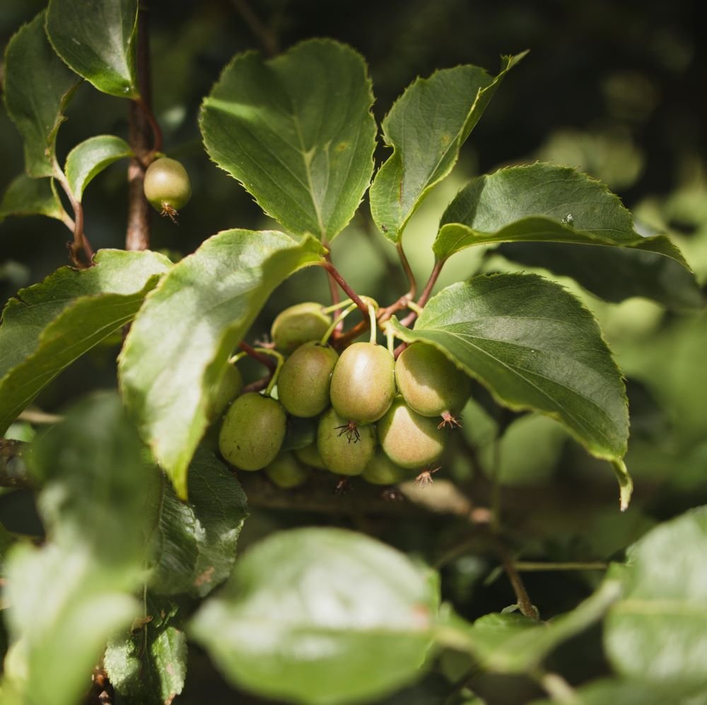 Falmouth Gooseberry (Ribes uva-crispa)