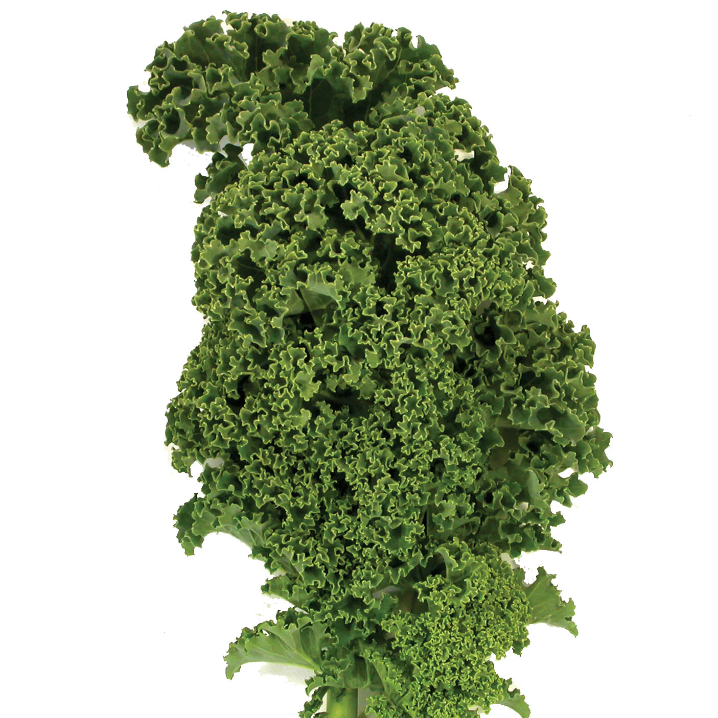 Winterbor Hybrid Kale Seeds | Curly Dark-Green Winter Hardy Kale – Heirloom, Non-GMO, High Germination Organic Garden Seeds