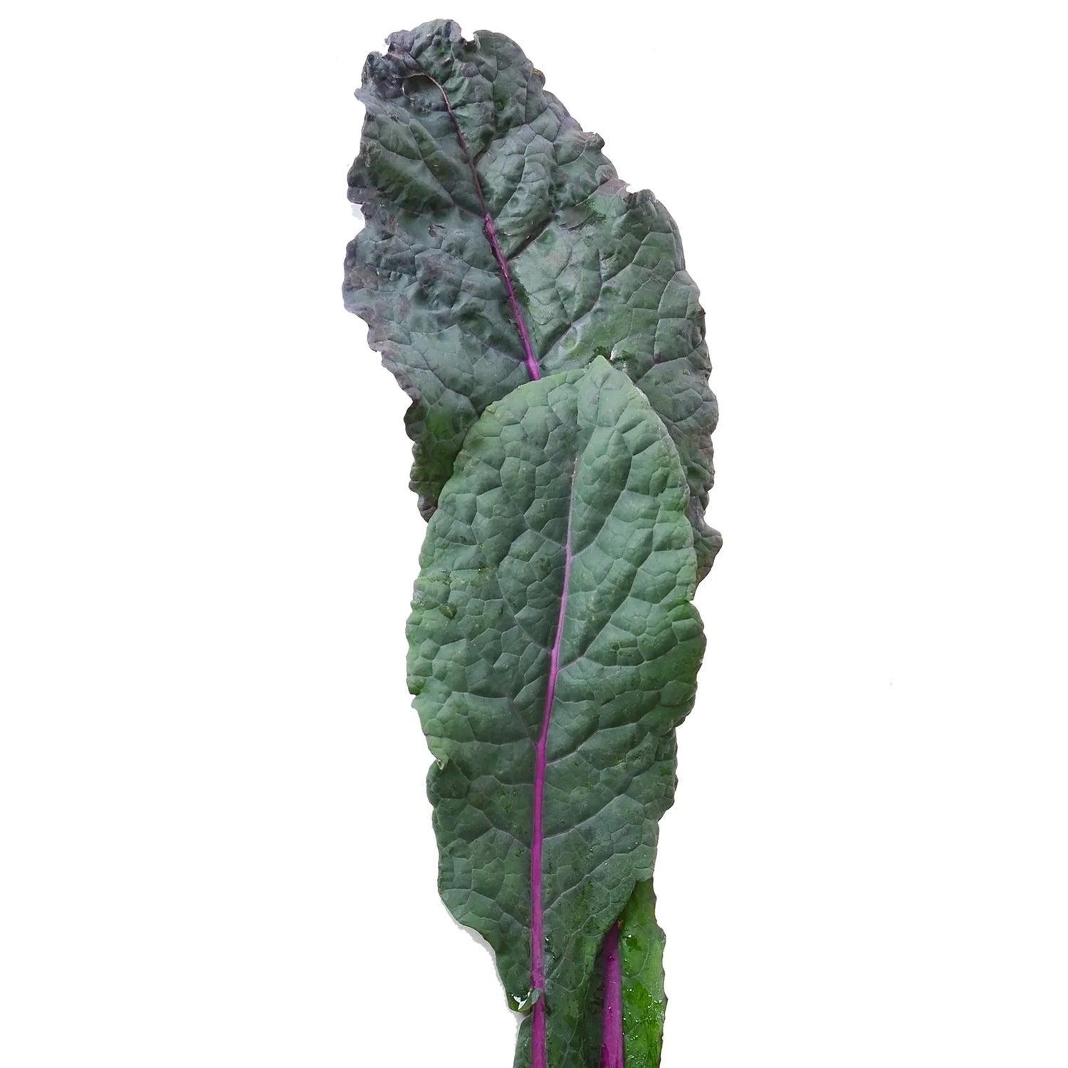 Dazzling Kale Seeds for Planting