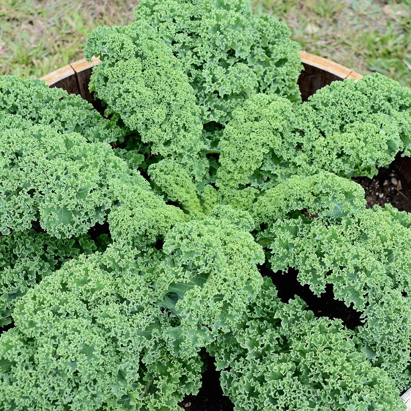 Prizm Kale Seeds Heirloom Non-GMO High Germination Organic Garden Seeds