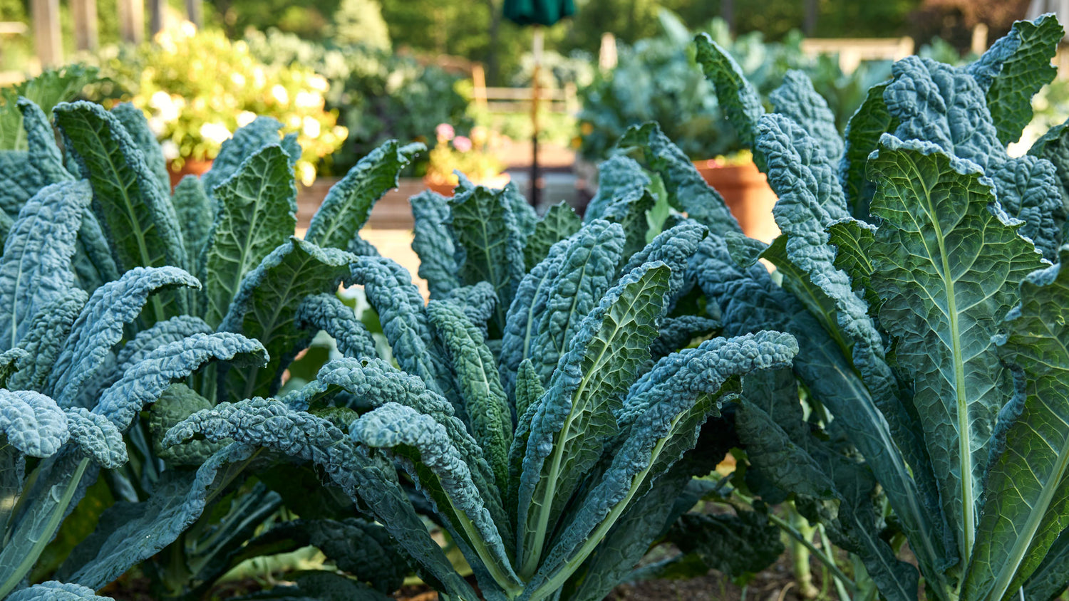 Couve Kale Tree Seeds for Planting heirloom & Non-GMO Seeds
