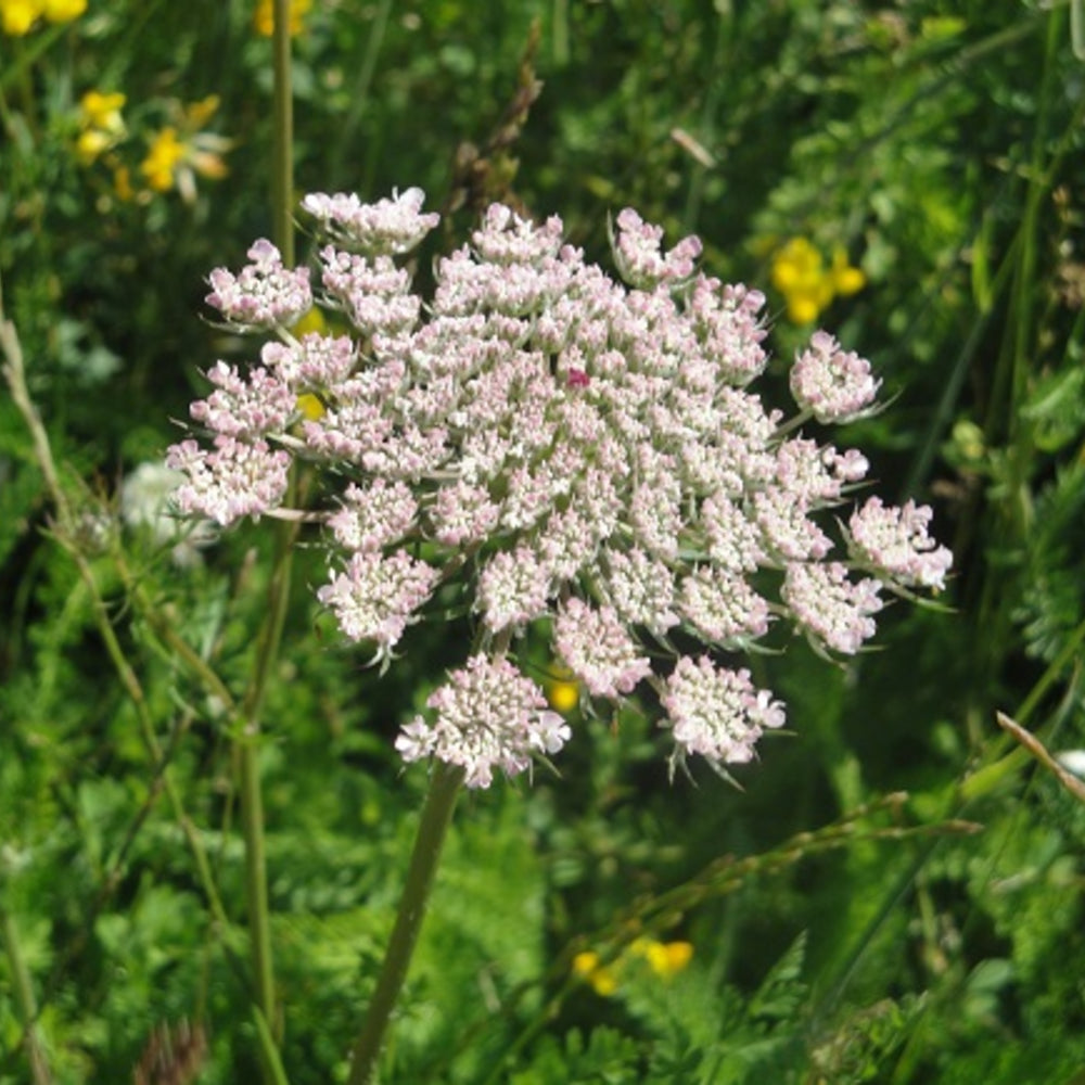 Wildflower Daucus Carota Cap Bishop’s Flower Seeds for Planting