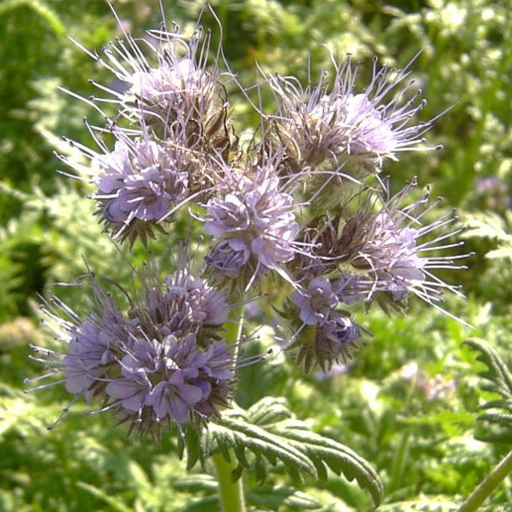 Phacelia Flower Seeds