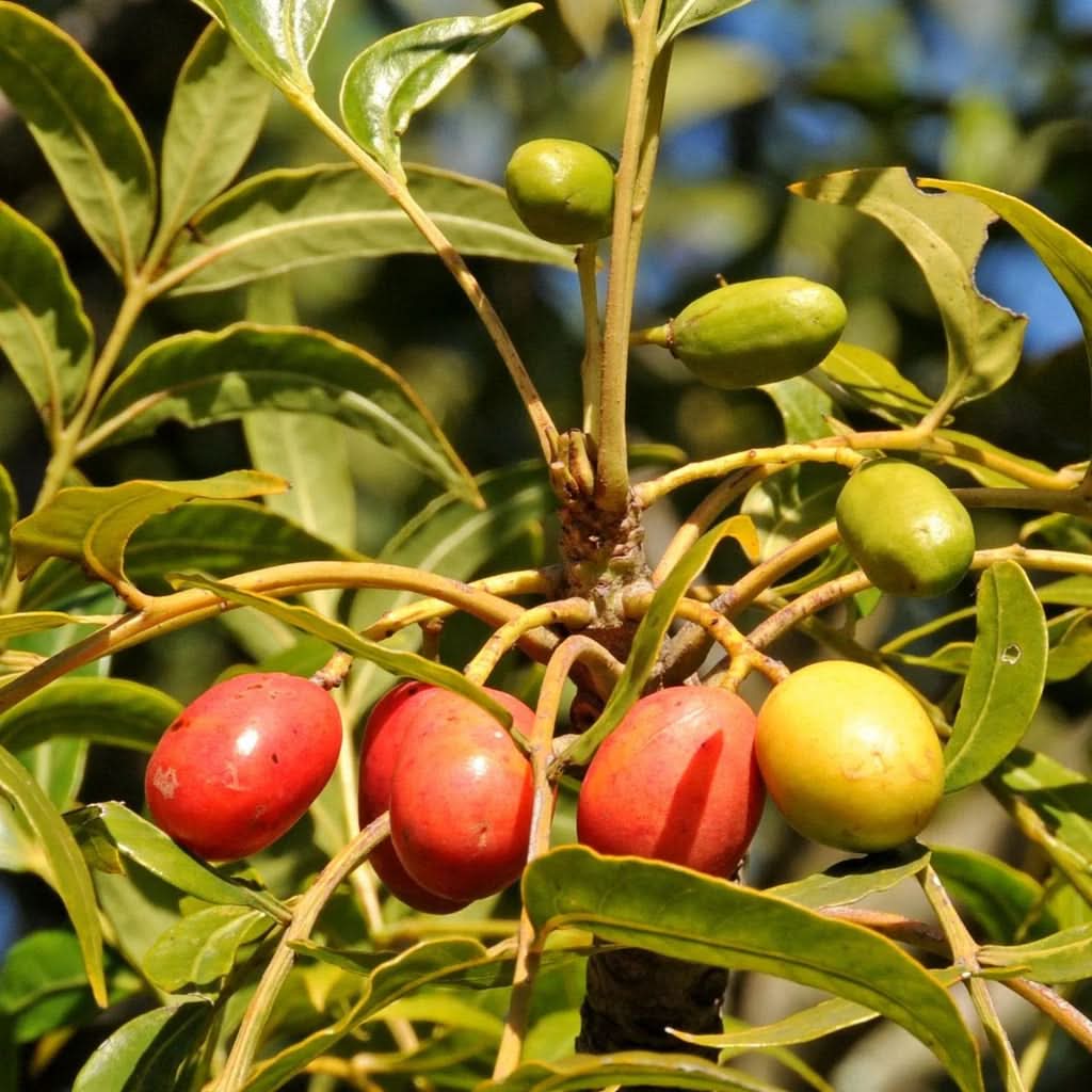 Harpephyllum caffrum fruit seeds