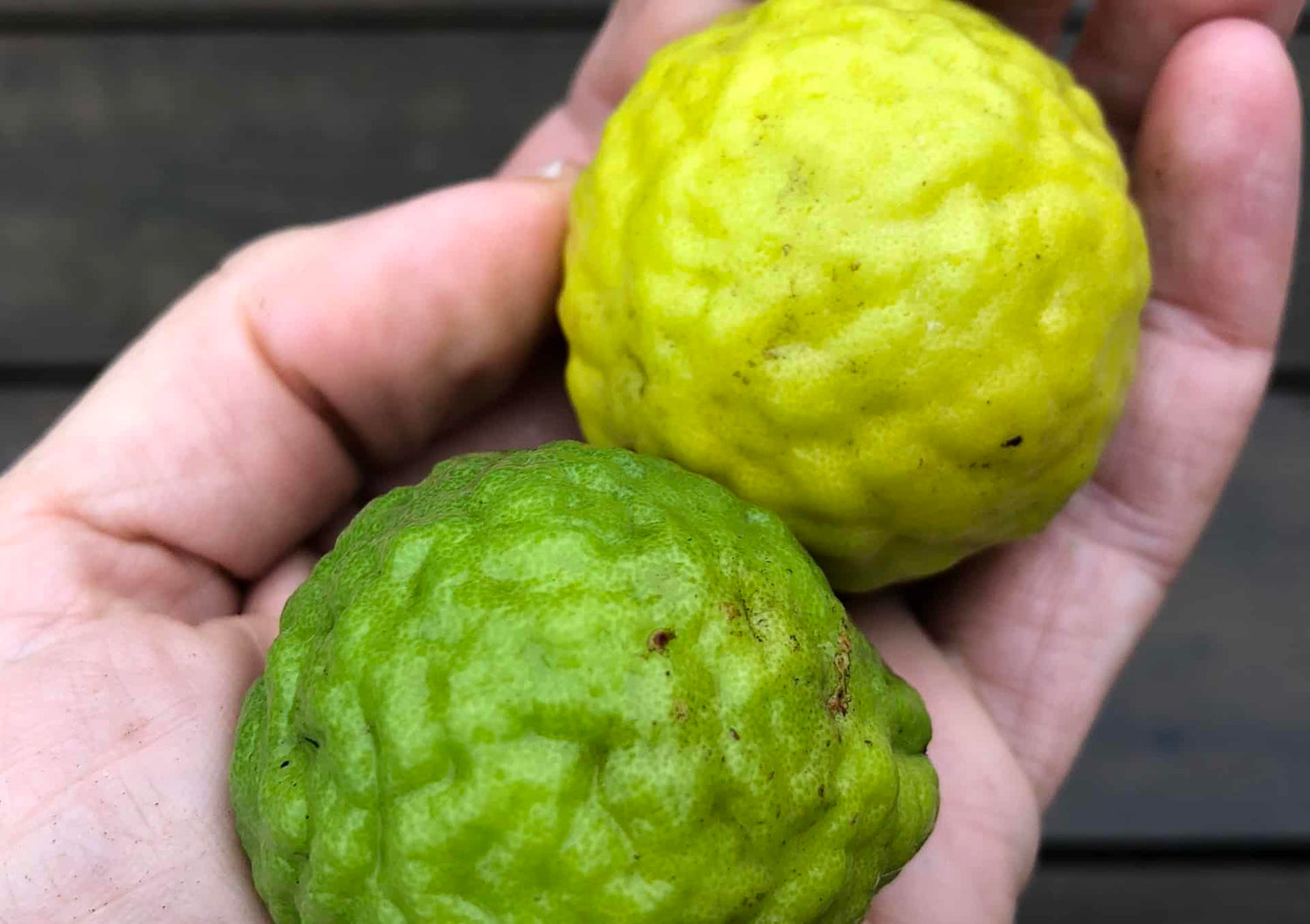 Kaffir Lime (Citrus hystrix)