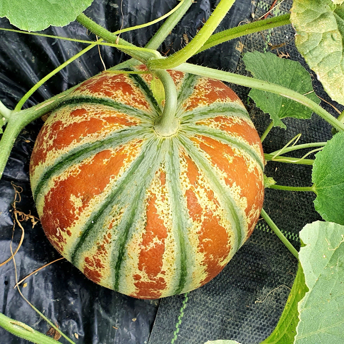 Healthy Kajari melon seedlings in starter pots easy to grow