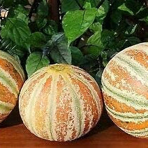 Kajari melon plant growing vigorously in a home vegetable patch