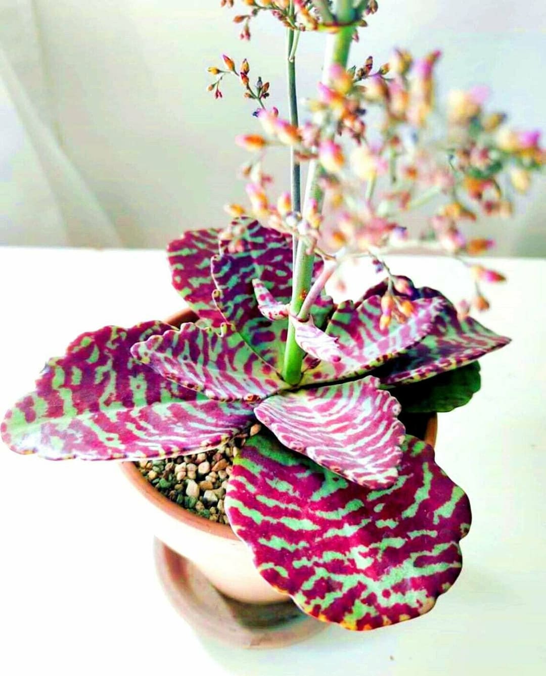 Close-up of thick, waxy Kalanchoe leaves. Drought tolerant plant seeds for low-water garden.