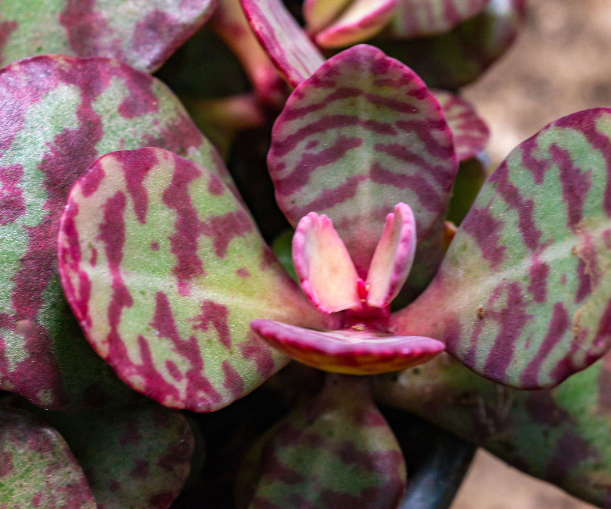 Kalanchoe plant with vibrant flowers. Flowering succulent seeds for indoor pots.