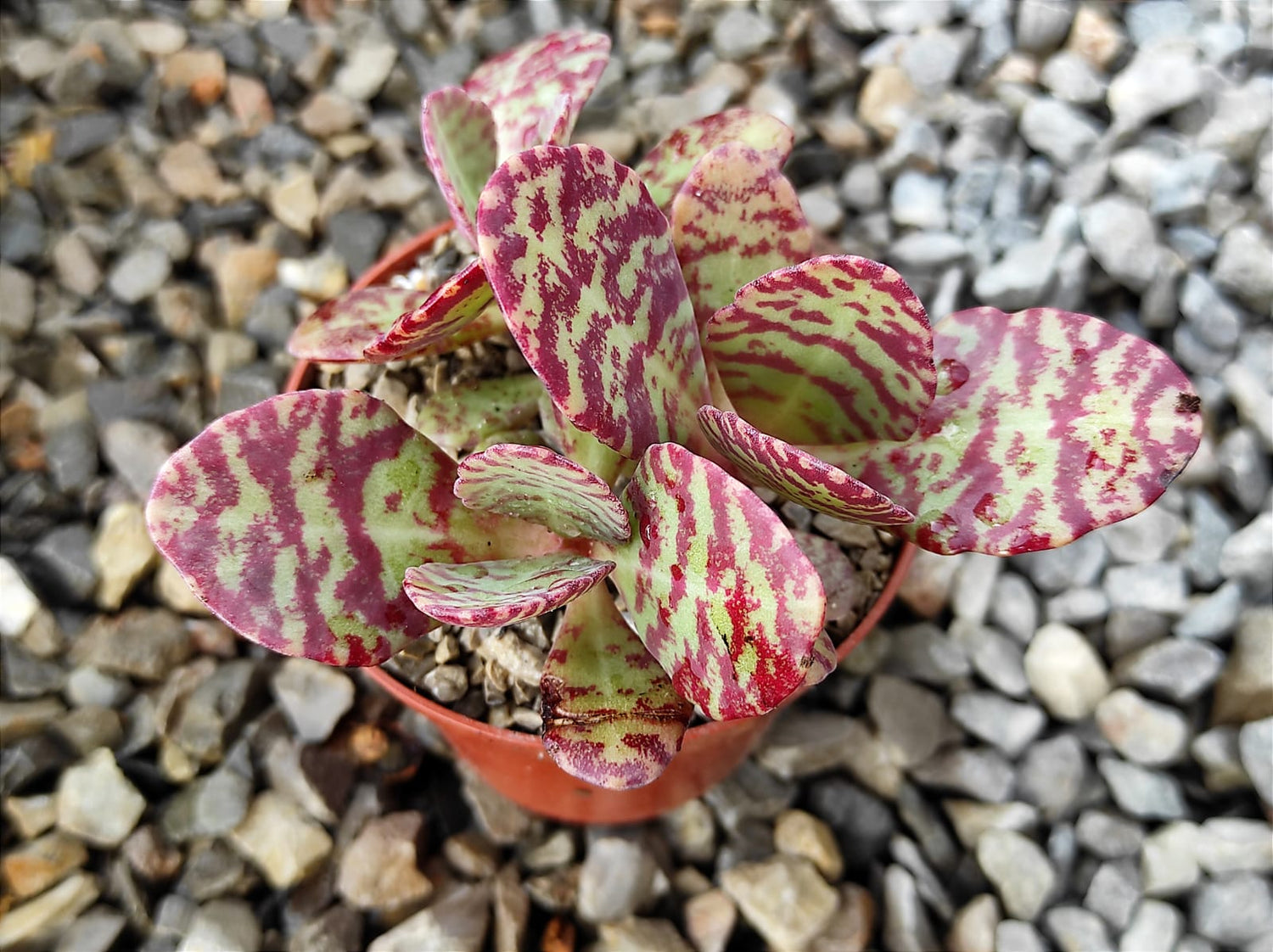 Kalanchoe Seeds packet. Buy Kalanchoe Hybrida seeds online. Succulent Garden supplies.