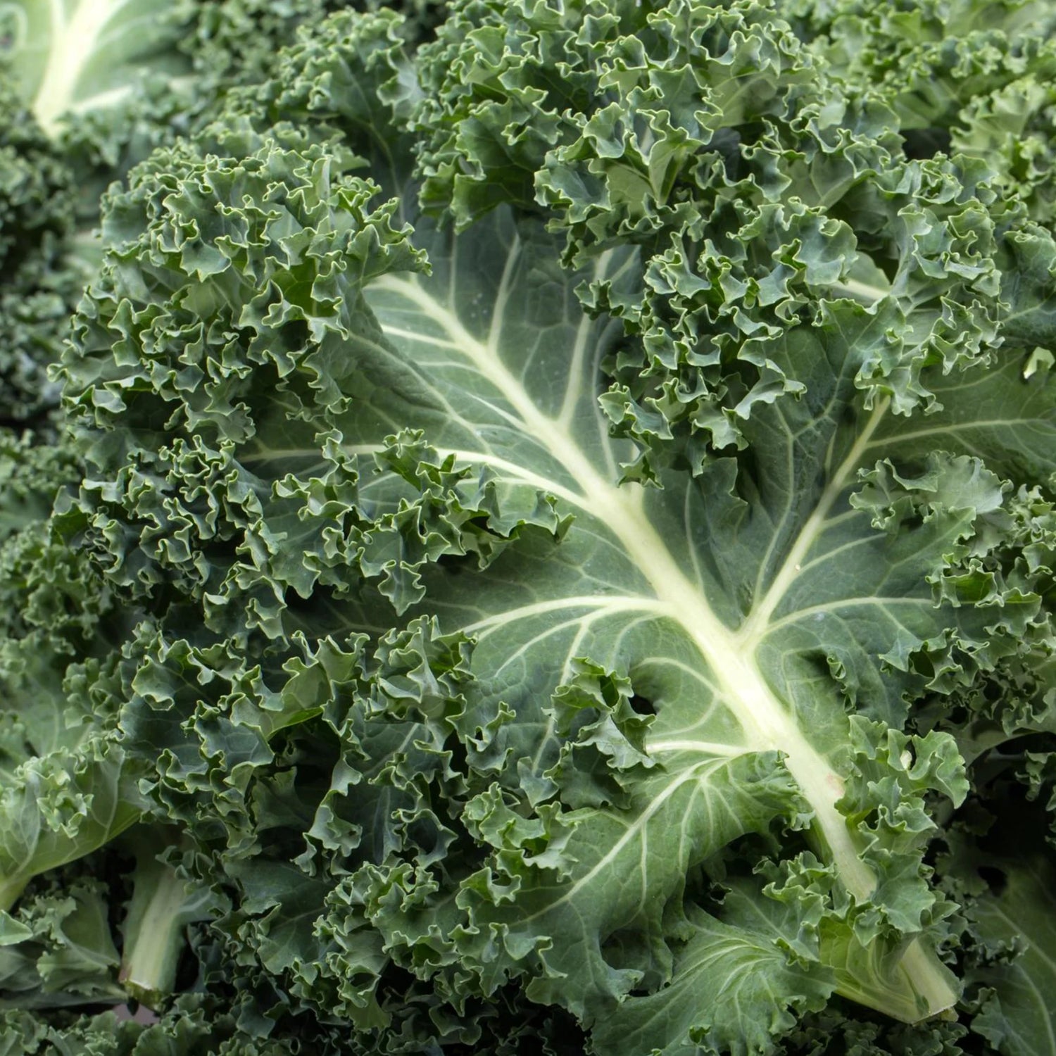 Organic Kale Garden Blend Seeds Heirloom Non-GMO High Germination Organic Garden Seeds