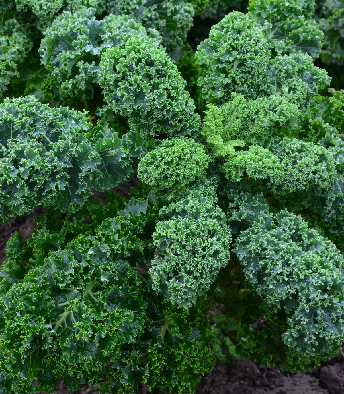 Black Magic Kale Seeds | Deep Green Curly Heirloom Kale – Heirloom, Non-GMO, High Germination Organic Garden Seeds