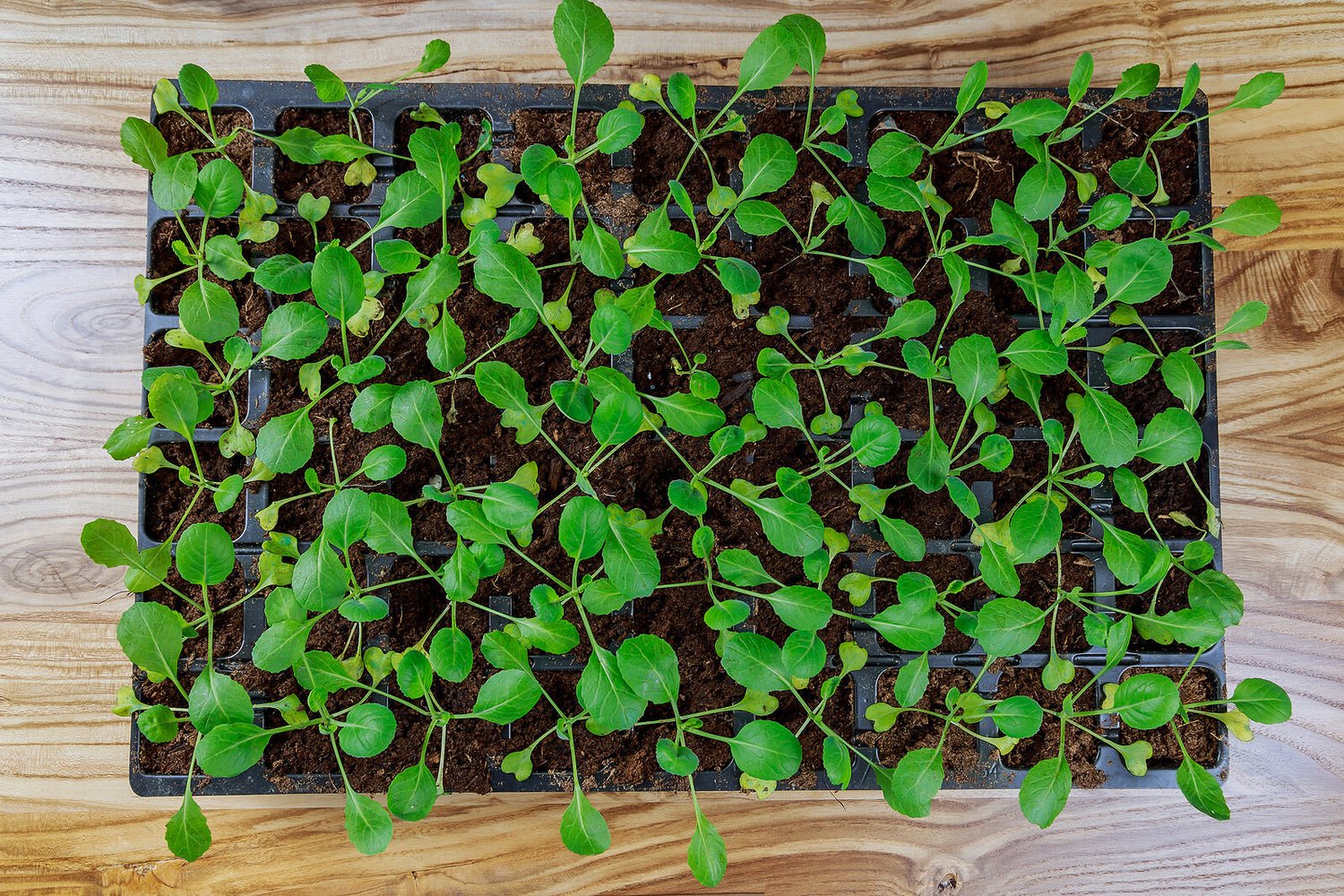 Kale Seeds for Planting