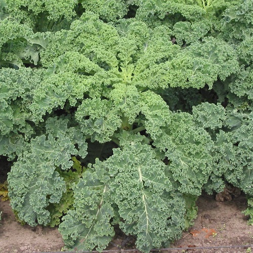 Kale Brassica oleracea Vegetable Seeds for Planting in Potted Flower Beds