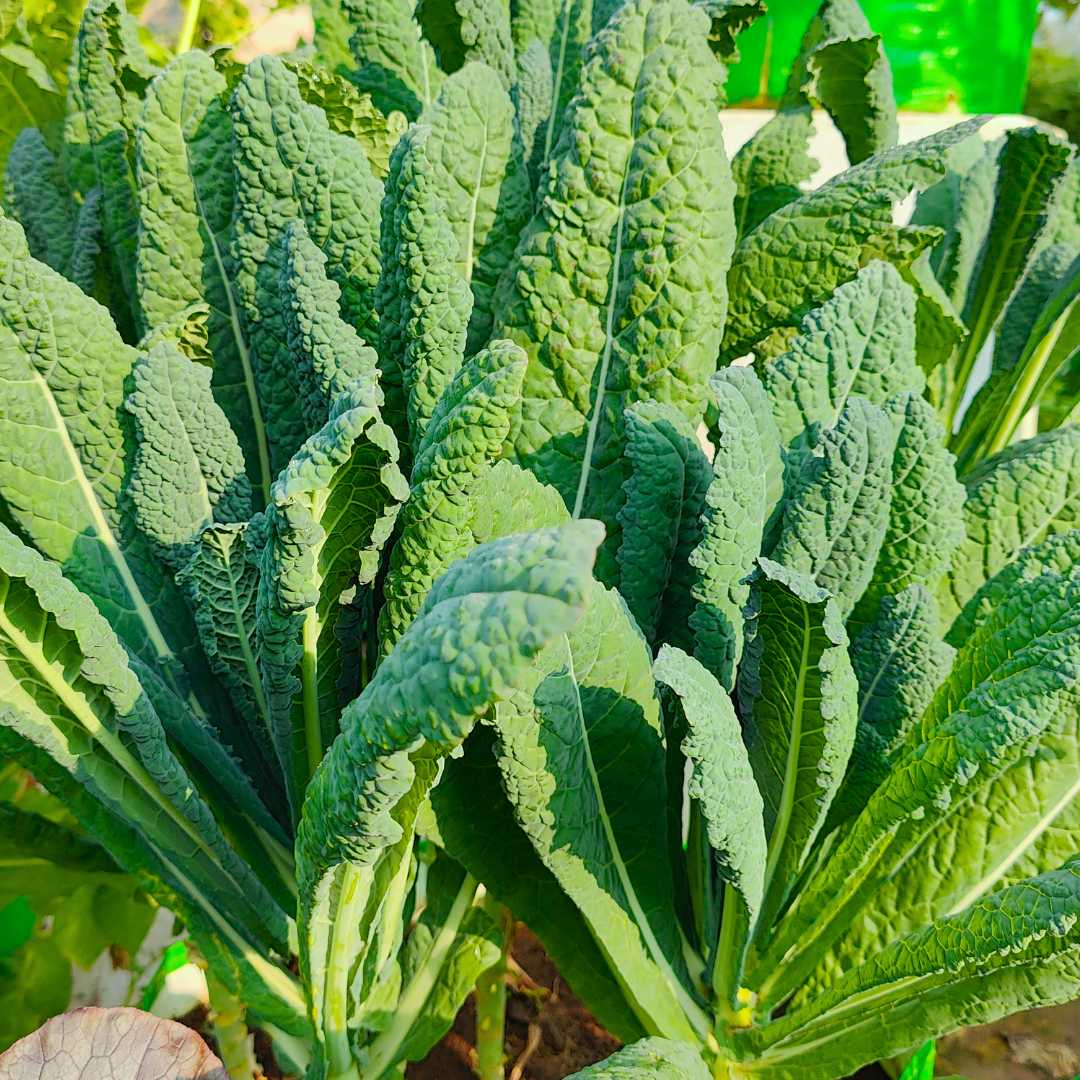 Kale Plant Seeds for Planting
