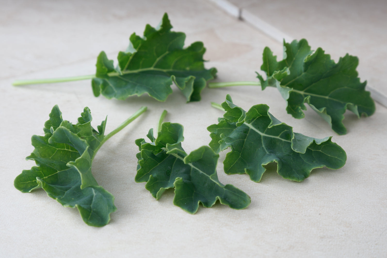 Ridge Kale Plant Seeds for Planting